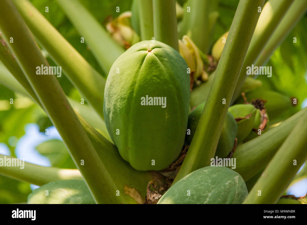 Une papaye non fruit (Carica papaya) suspendu à un arbre en Malaisie. Banque D'Images