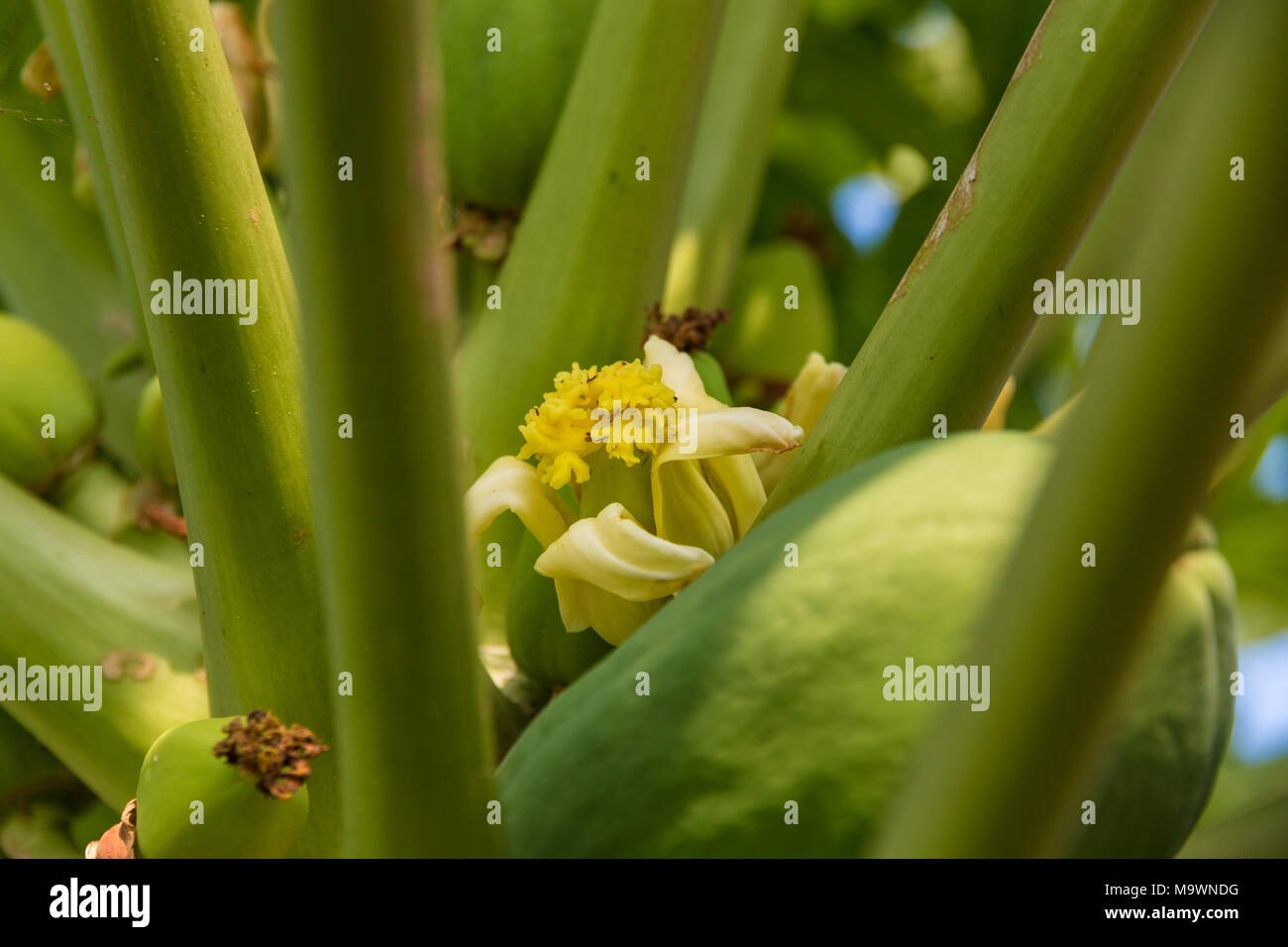Un gros plan d'une fleur de papaye (Carica papaya) avec une papaye non des fruits sur un arbre. Banque D'Images