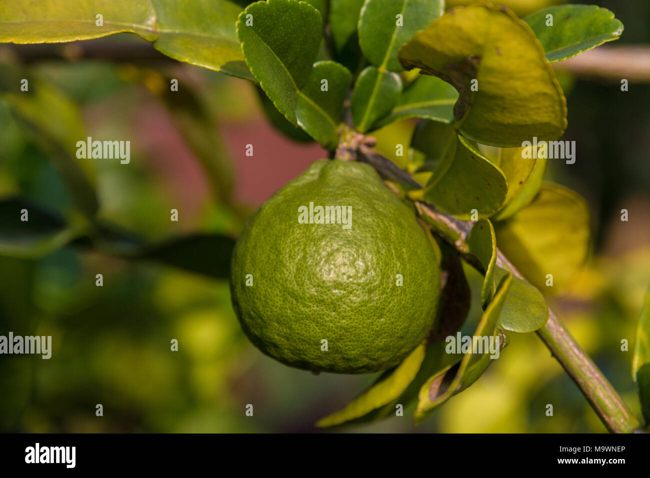 Un seul makrut lime (Citrus hystrix) ou chaux kaffir, suspendu à une branche avec ses feuilles. Banque D'Images