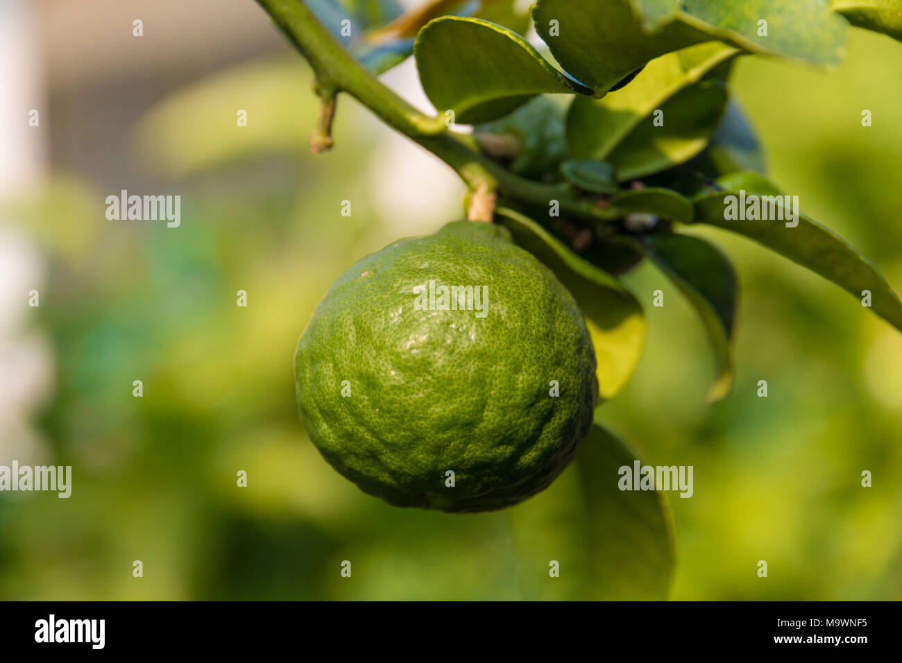Un beau gros plan d'un seul citron makrut (Citrus hystrix) ou de lime kaffir, encore accrochée sur une branche. Banque D'Images