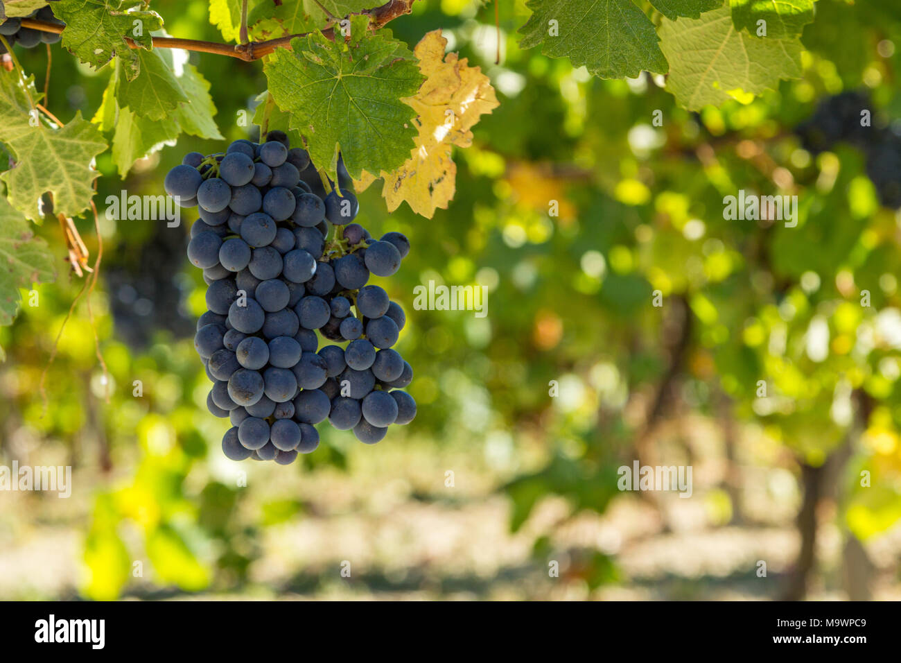 Un tas de raisins rouges sur une vigne à Moncalvo en Italie. Banque D'Images