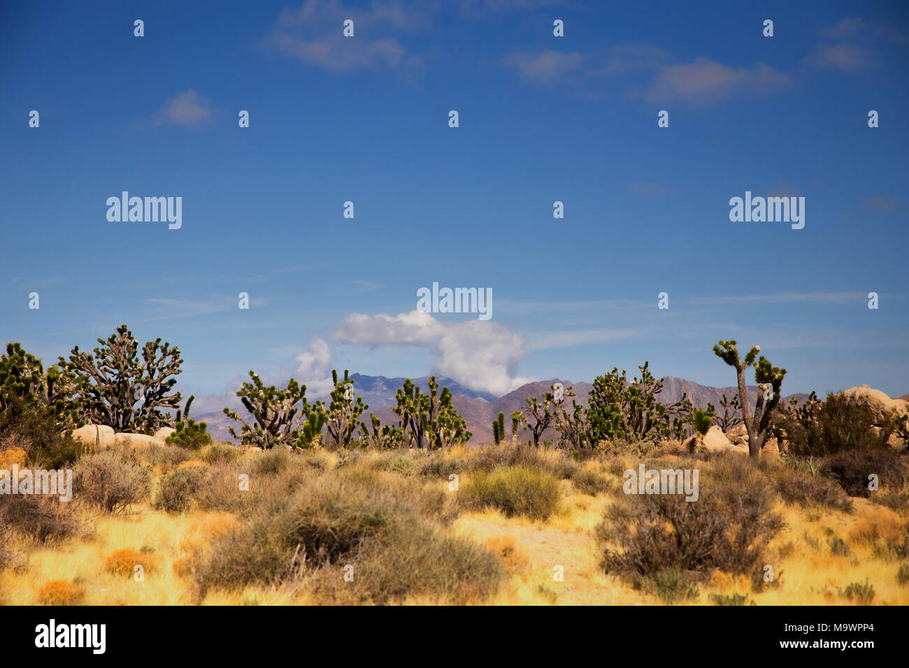 Forêt de petits arbres Joshua avec une montagne en arrière-plan dans un paysage au Nevada Banque D'Images