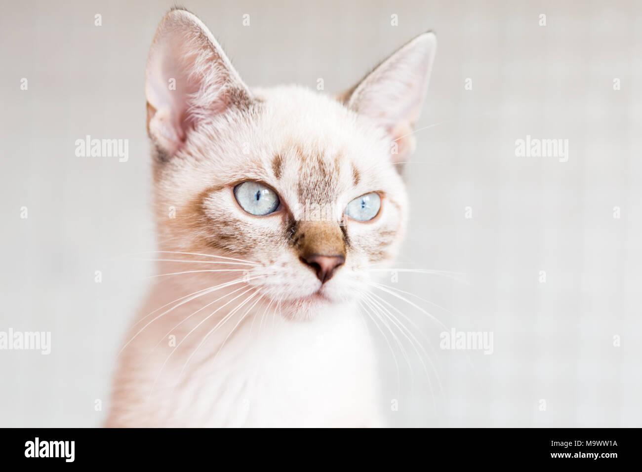 Chat Blanc Avec Des Yeux Bleu Clair Banque Dimages Photo