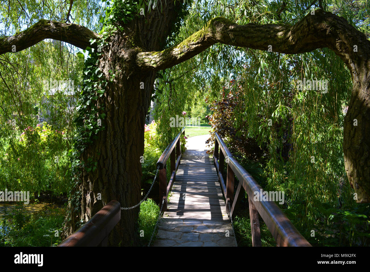 Saule pleureur avec passerelle surplombant la direction générale au-dessus de l'eau dans les jardins du Palais de l'évêque, puits, UK Banque D'Images