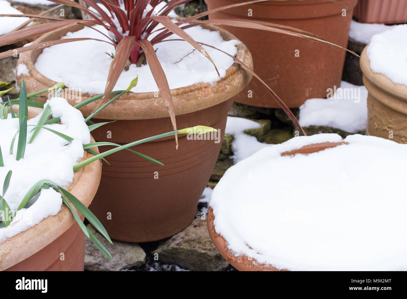 Cache-pots couverts de neige de printemps, Dorset, UK Banque D'Images