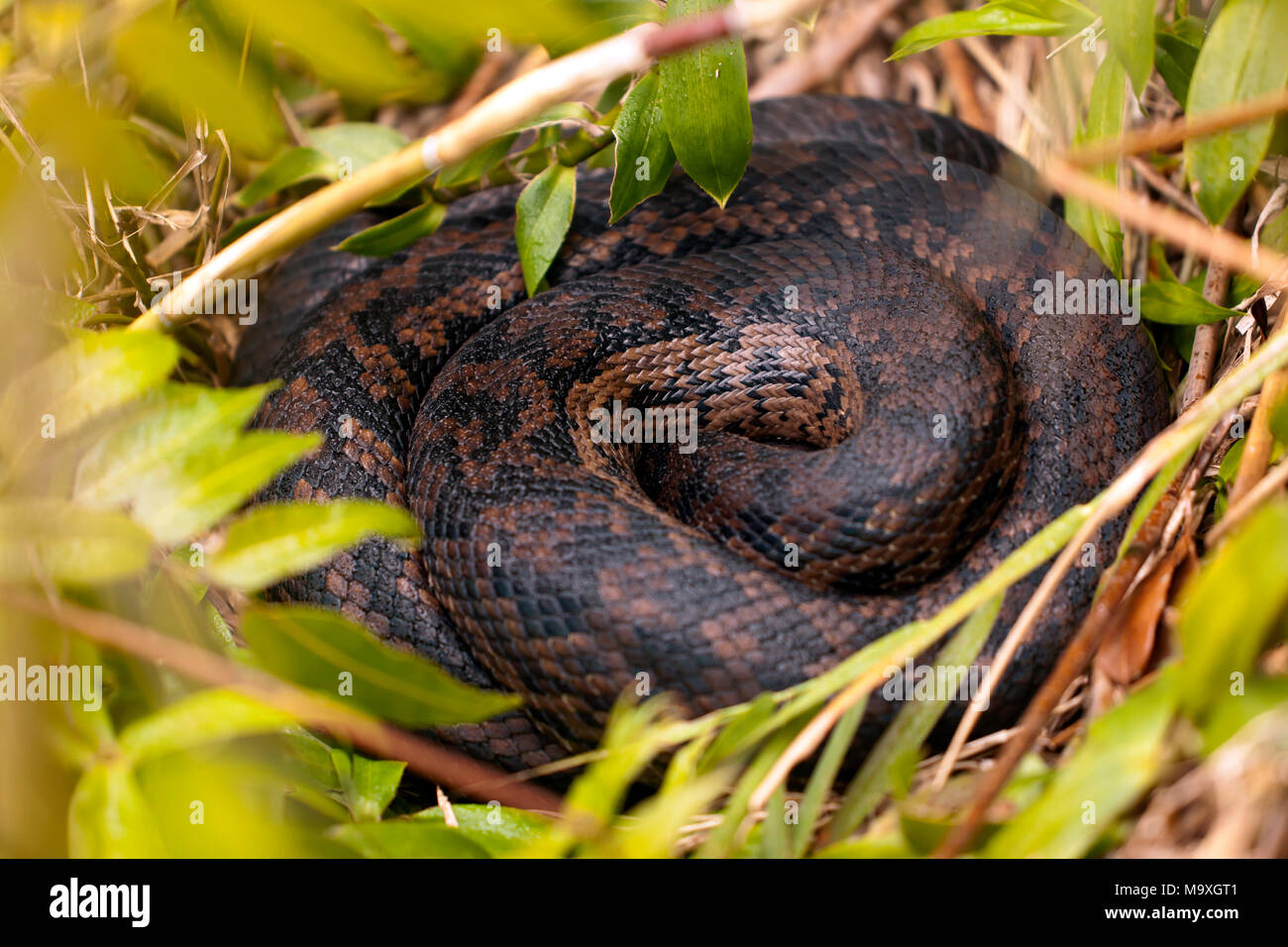 Un python Amethystine dormant au côté de Lake Barrine, Queensland, Australie Banque D'Images