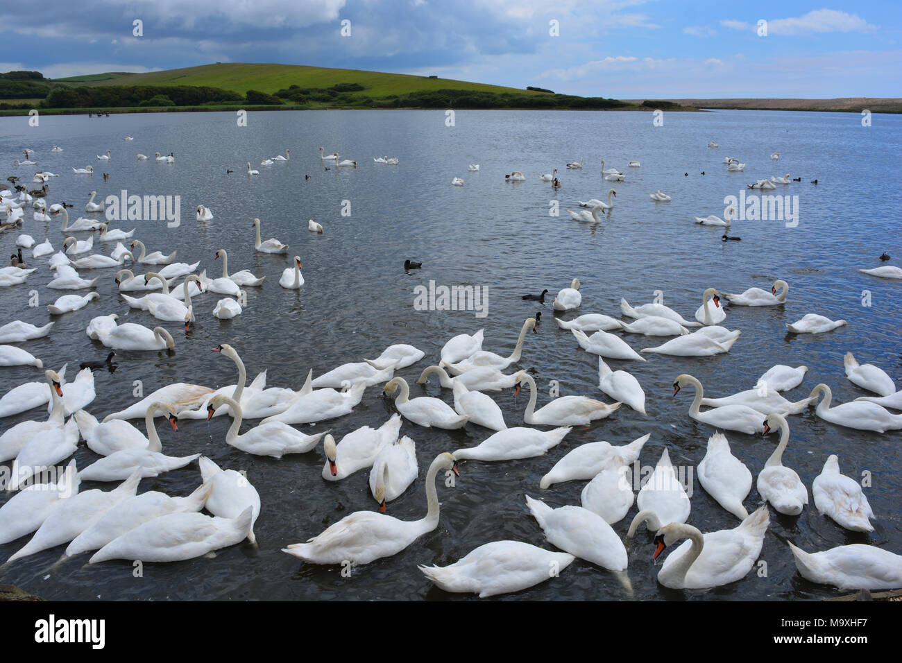 Les Cygnes tuberculés à Abbotsbury Swannery, la seule colonie gérée de cygnes tuberculés dans le monde. Abbotsbury, Dorset, Angleterre Banque D'Images