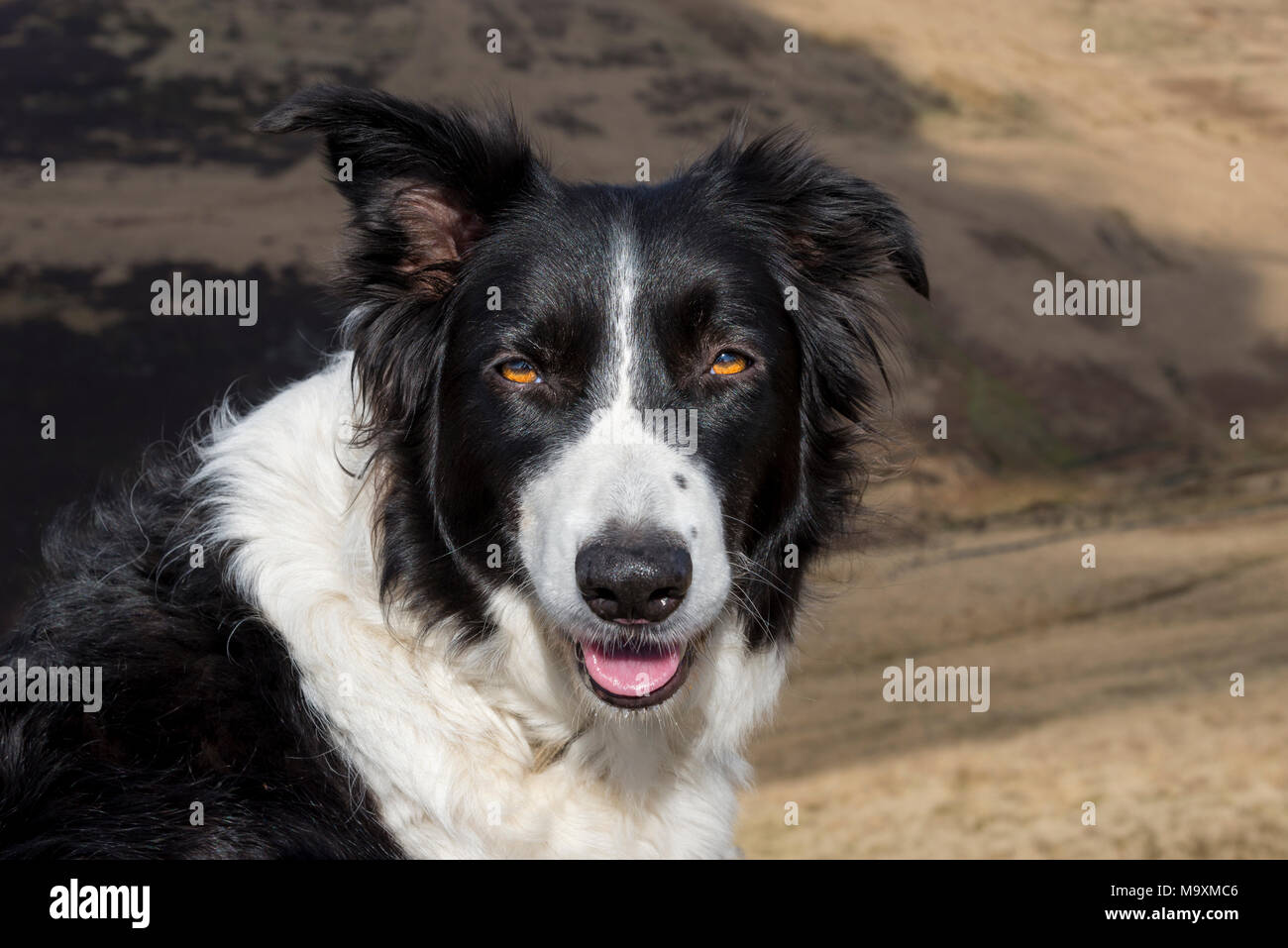 Border Collie en plein air sur une journée de printemps ensoleillée. Paysage de landes du nord de l'Angleterre dans l'arrière-plan. Banque D'Images
