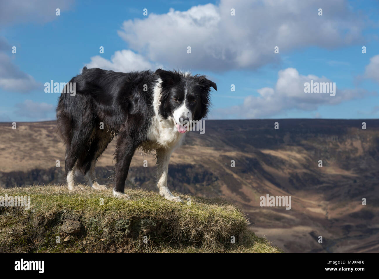 Border Collie en plein air sur une journée de printemps ensoleillée. Paysage de landes du nord de l'Angleterre dans l'arrière-plan. Banque D'Images
