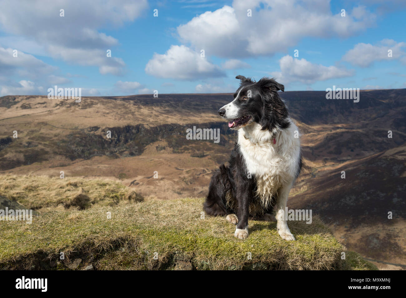 Border Collie en plein air sur une journée de printemps ensoleillée. Paysage de landes du nord de l'Angleterre dans l'arrière-plan. Banque D'Images