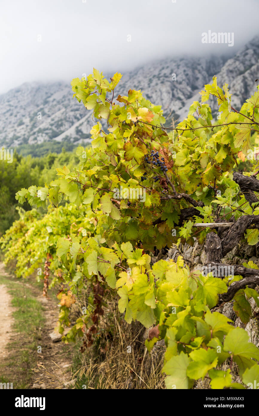 Riches vignobles sur les collines de Peljesac, Croatie Banque D'Images