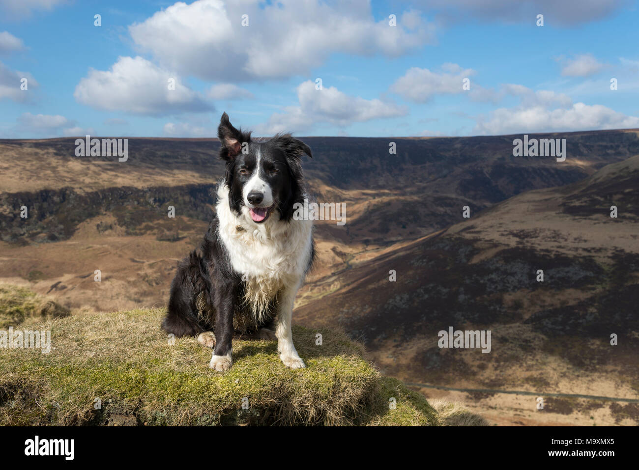 Border Collie en plein air sur une journée de printemps ensoleillée. Paysage de landes du nord de l'Angleterre dans l'arrière-plan. Banque D'Images