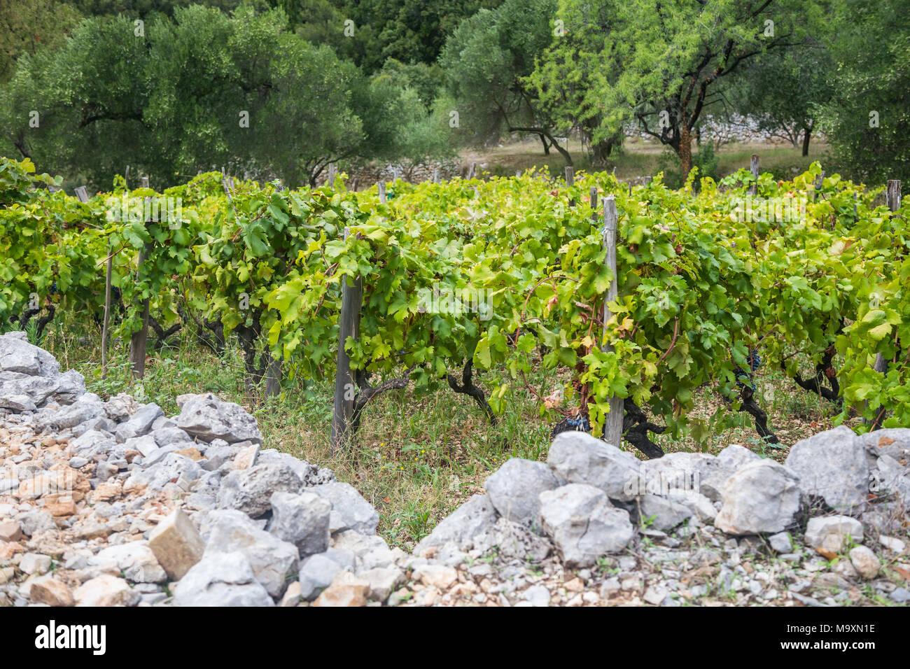 Riches vignobles sur les collines de Peljesac, Croatie Banque D'Images