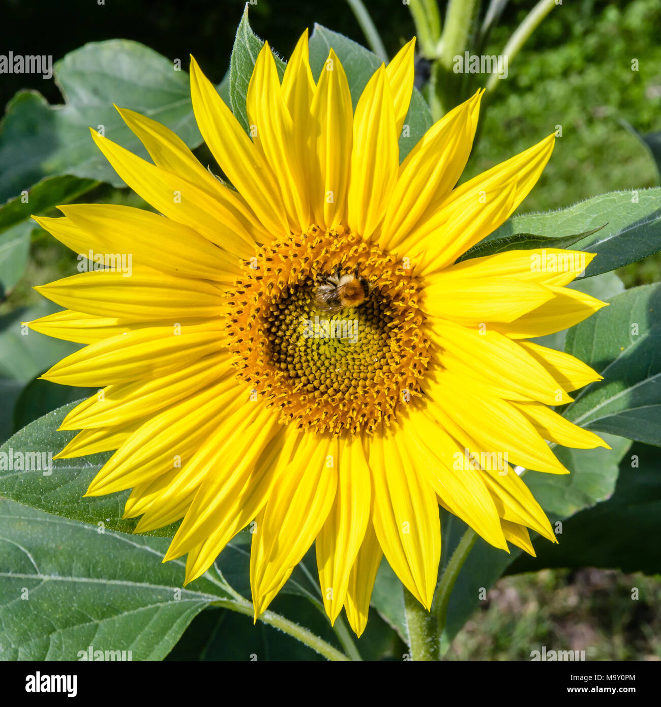Vue rapprochée de la corolle jaune vif d'une tête de tournesol avec une abeille venant butiner ses fleurs du disque. Banque D'Images