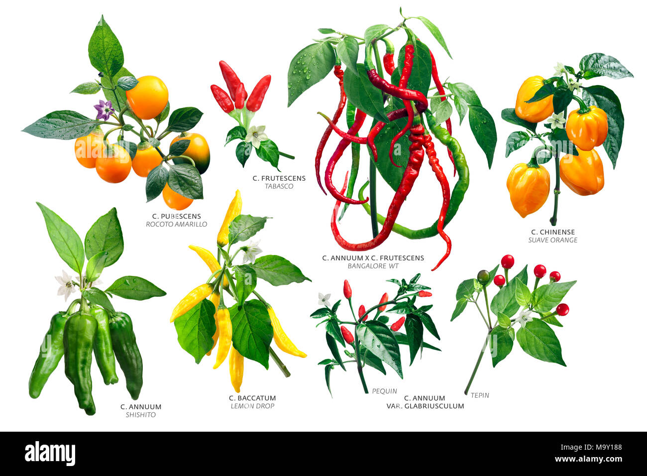 Les plantes du genre Capsicum (piments). Annuum, Baccatum, chinense, Frutescens pubescens, espèces. Chemins de détourage Banque D'Images