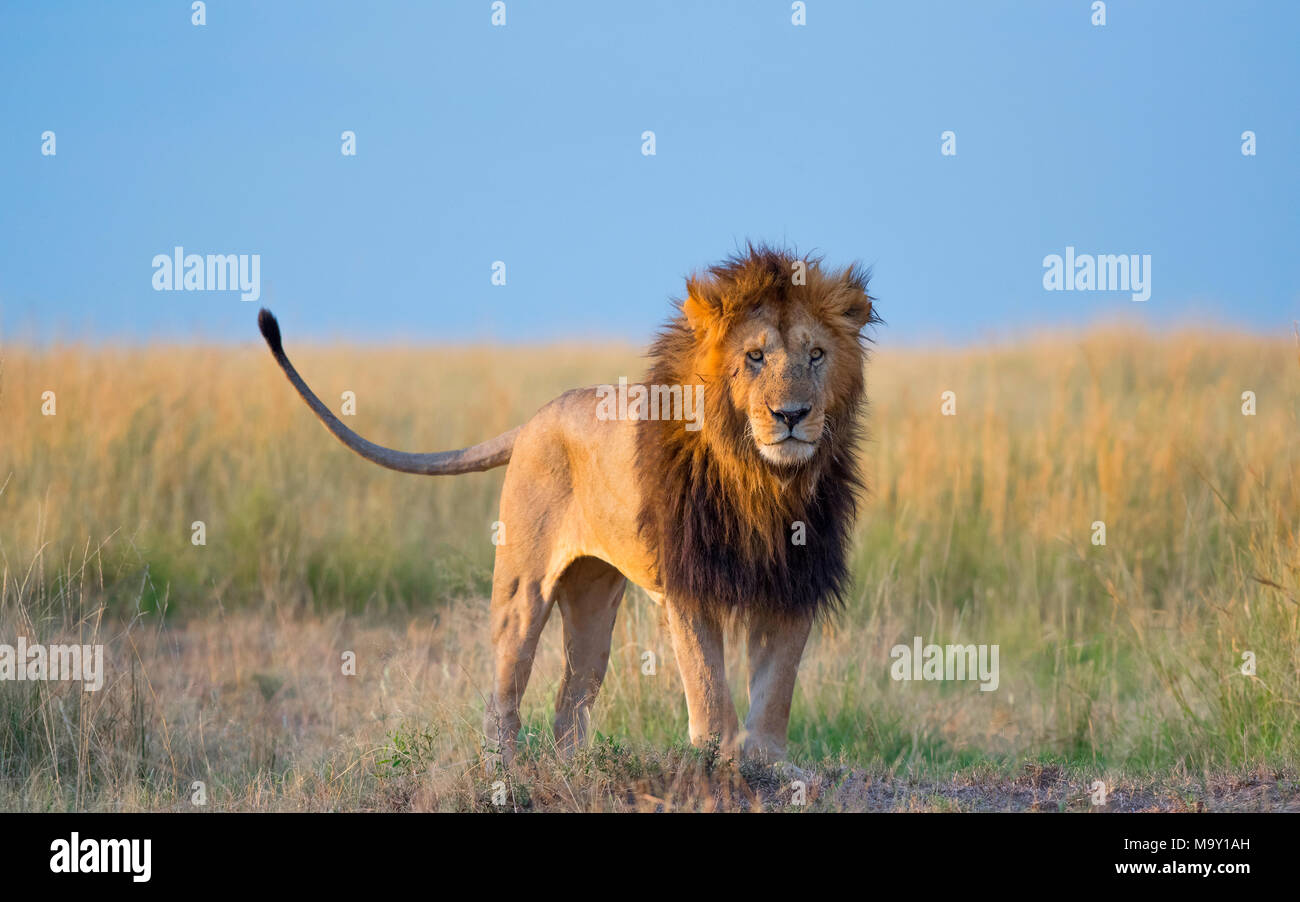 Homme Lion debout impressionnant Banque D'Images