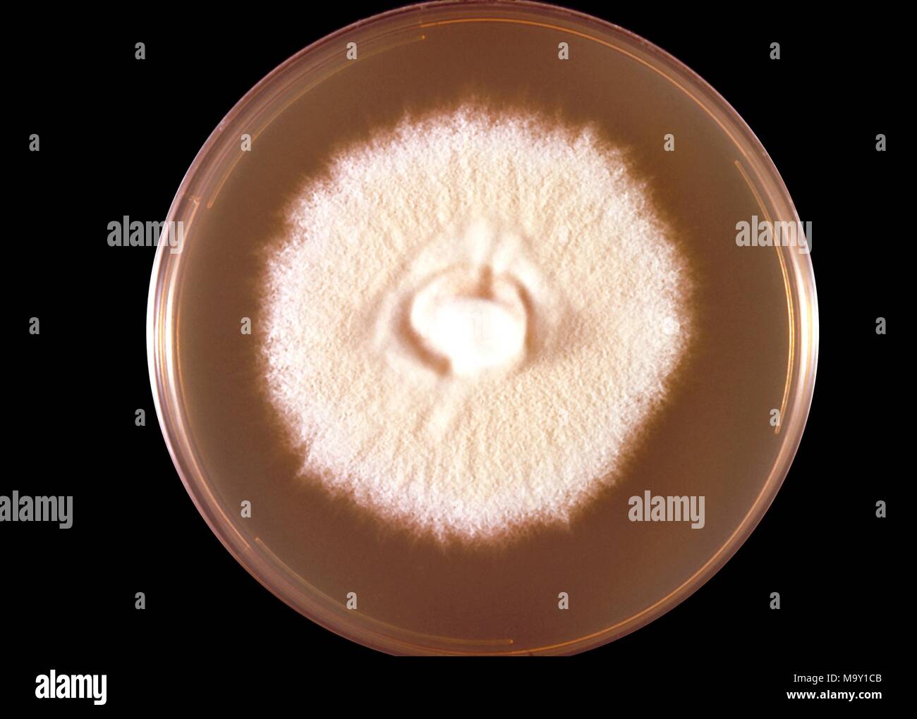 Microsporum persicolor champignon poussant sur une plaque de gélose de dextrose de culture, 1973. Image courtoisie de Centres for Disease Control (CDC) / Dr Arvind UN Padhye. Image courtoisie CDC. () Banque D'Images