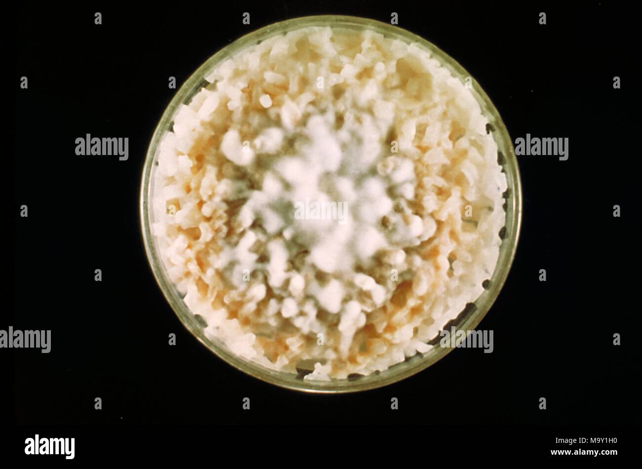 Culture de Microsporum canis champignons poussant sur des grains de riz poli, 1962. Image courtoisie Centres for Disease Control (CDC) / Dr Lucille K Georg. Image courtoisie CDC. () Banque D'Images