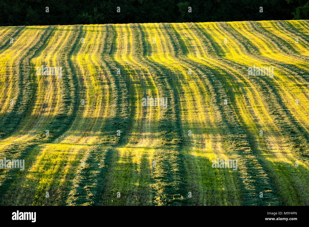 Ferme avec terrain glissant foin fraîchement coupé. Banque D'Images