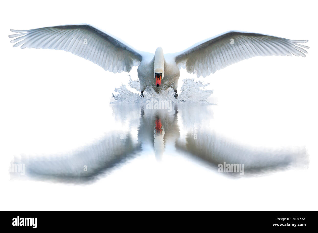 Cygne blanc avec les ailes ouvertes et sa réflexion sur un fond blanc, comme un symbole d'oiseaux Banque D'Images