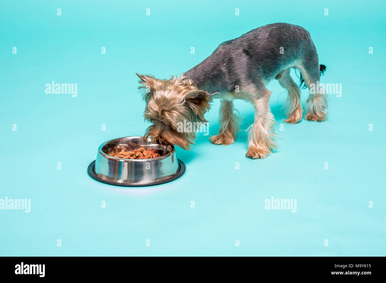Yorkshire Terrier de manger des aliments à partir de la lave. isolated Banque D'Images