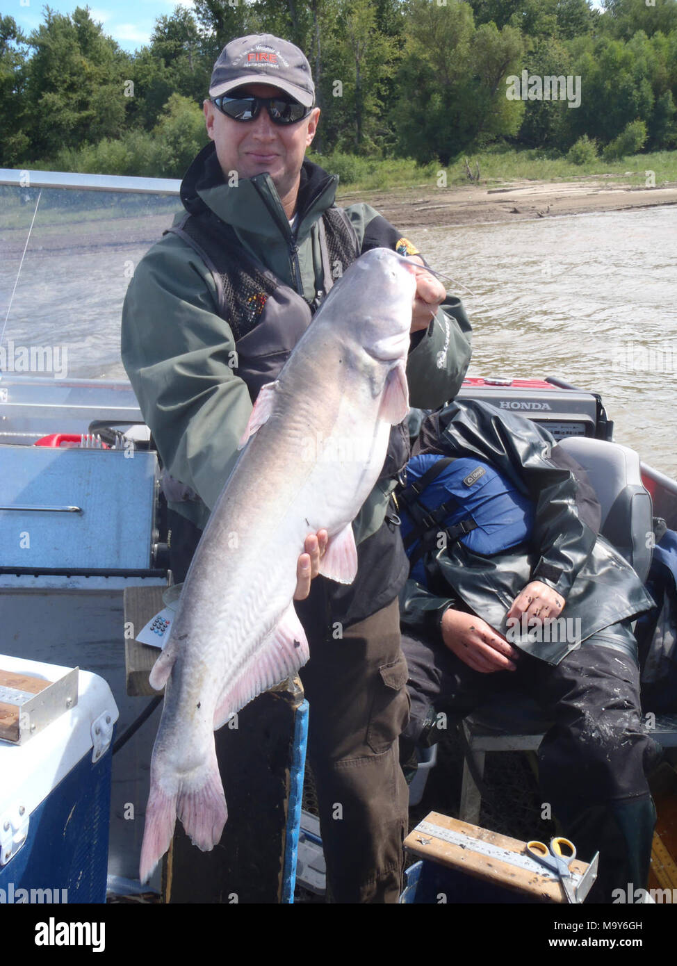 Poisson-chat bleu. Tim Edison, les services large rivière écologiste, est titulaire d'un silure bleu LTEF capturés au cours de l'échantillonnage sur la rivière Ohio - Banque D'Images