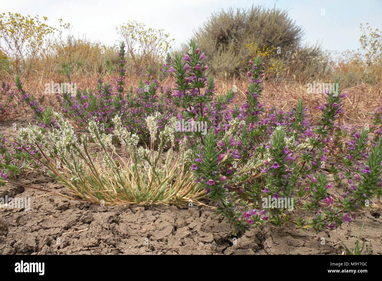 Califronia Orcutt grass et Otay Mesa de menthe. Les deux Otay Mesa menthe et Californie orcutt gazon sont inscrites comme étant en voie de disparition en vertu de la Loi sur les espèces en danger. Banque D'Images