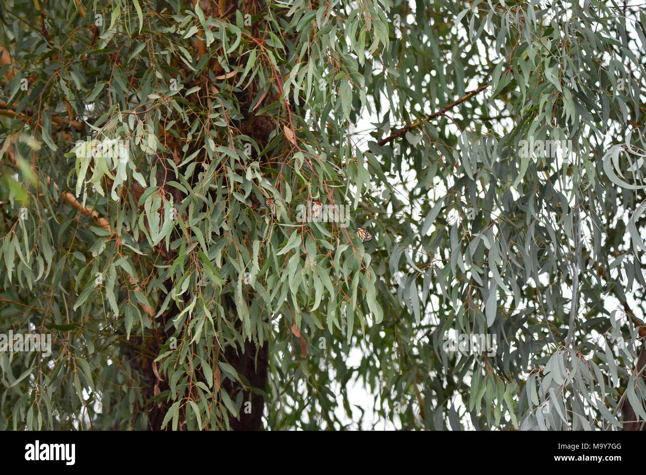 Pouvez-vous déceler les monarques. De petites grappes de monarques d'hivernage peuvent être extrêmement difficiles à détecter, même avec des jumelles. Comme ils la perche en eucalyptus, leurs ailes ressemblent à des feuilles, fournissant de camouflage, et ils se fondent dans le paysage. Banque D'Images Pouvez-vous déceler les monarques. De petites grappes de monarques d'hivernage peuvent être extrêmement difficiles à détecter, même avec des jumelles. Comme ils la perche en eucalyptus, leurs ailes ressemblent à des feuilles, fournissant de camouflage, et ils se fondent dans le paysage. Banque D'Images