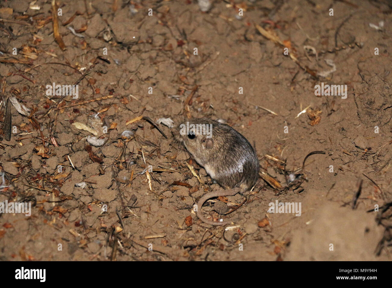 La souris de poche du Pacifique menacées dans nouvelle maison. Banque D'Images