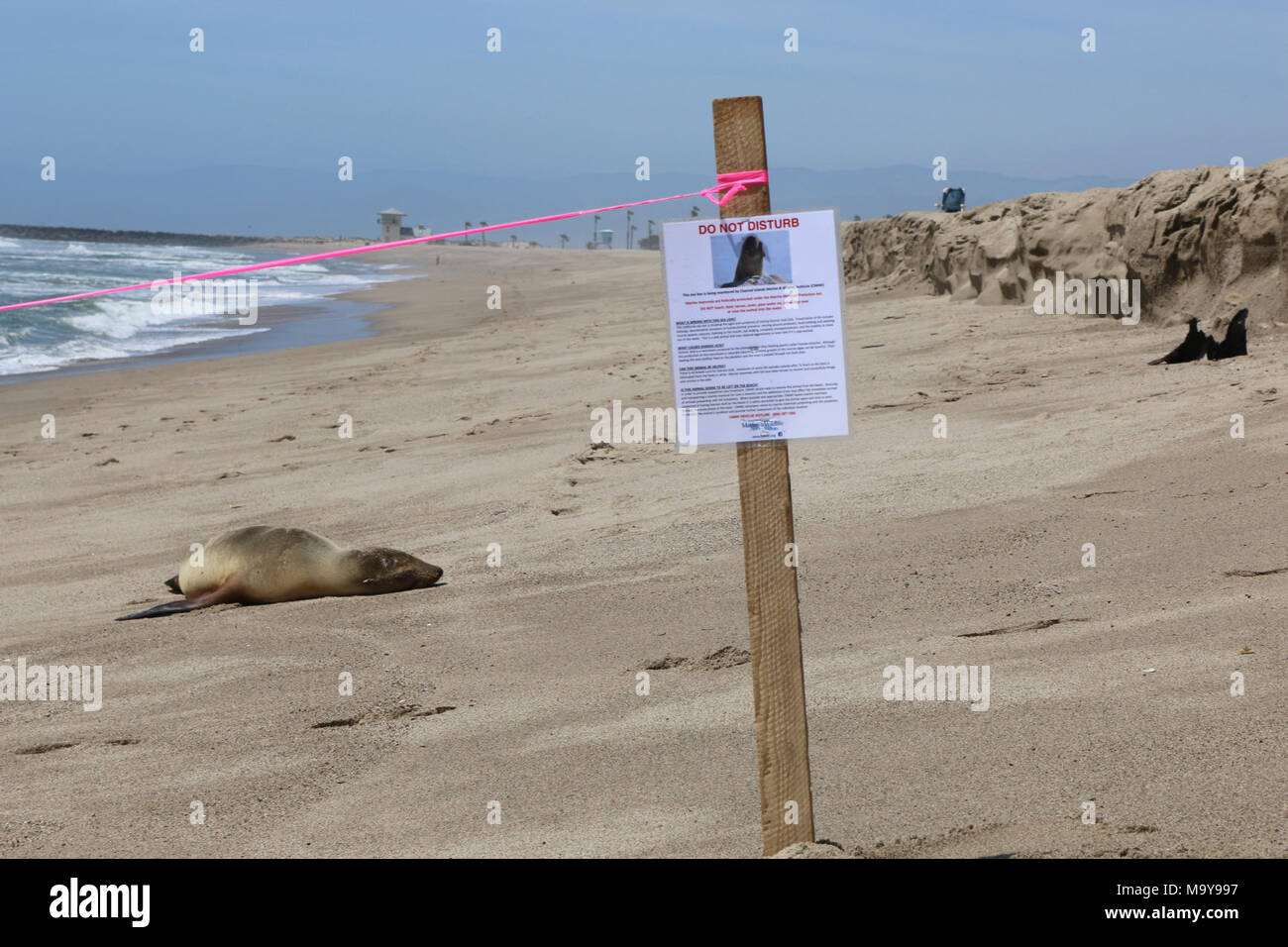 Femme lion de mer échoué sur le comté de Ventura beach. Nous encourageons les personnes fréquentant les plages de respecter la signalisation affichée sur notre Ventura et Santa Barbara Comté Plages liées à la faune des échouages récents. Pour votre sécurité, veuillez rester à au moins 100 pieds de lions de mer échoués, ne touchez pas le lion de mer, et ne pas laisser les animaux de compagnie près de l'animal en détresse. Signes cliniques d'intoxication par l'acide domoïque dans les mammifères marins et les oiseaux comprennent souvent la léthargie, les chefs, les saisies, et de mousse à la bouche. Banque D'Images