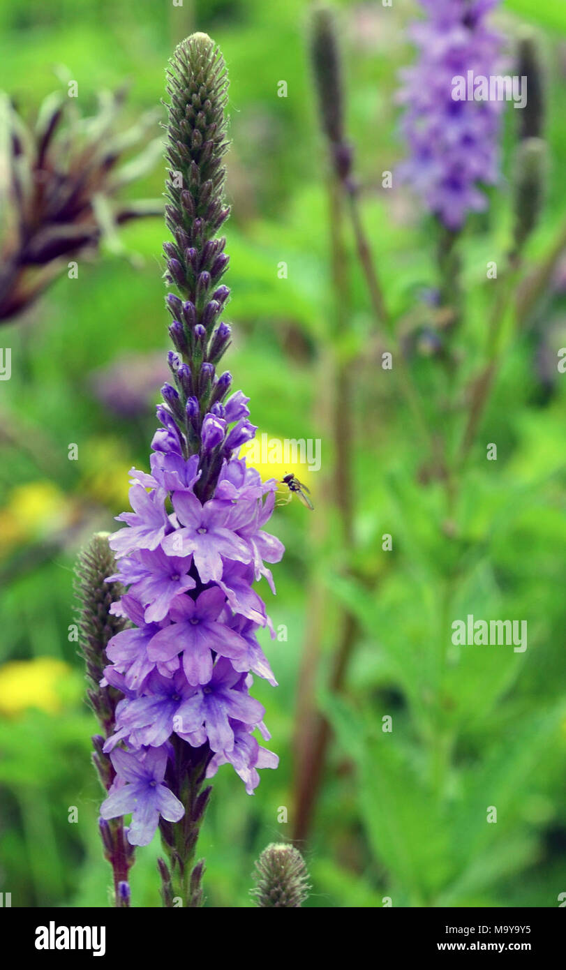 La Verveine est une fleur des prairies indigènes. Banque D'Images