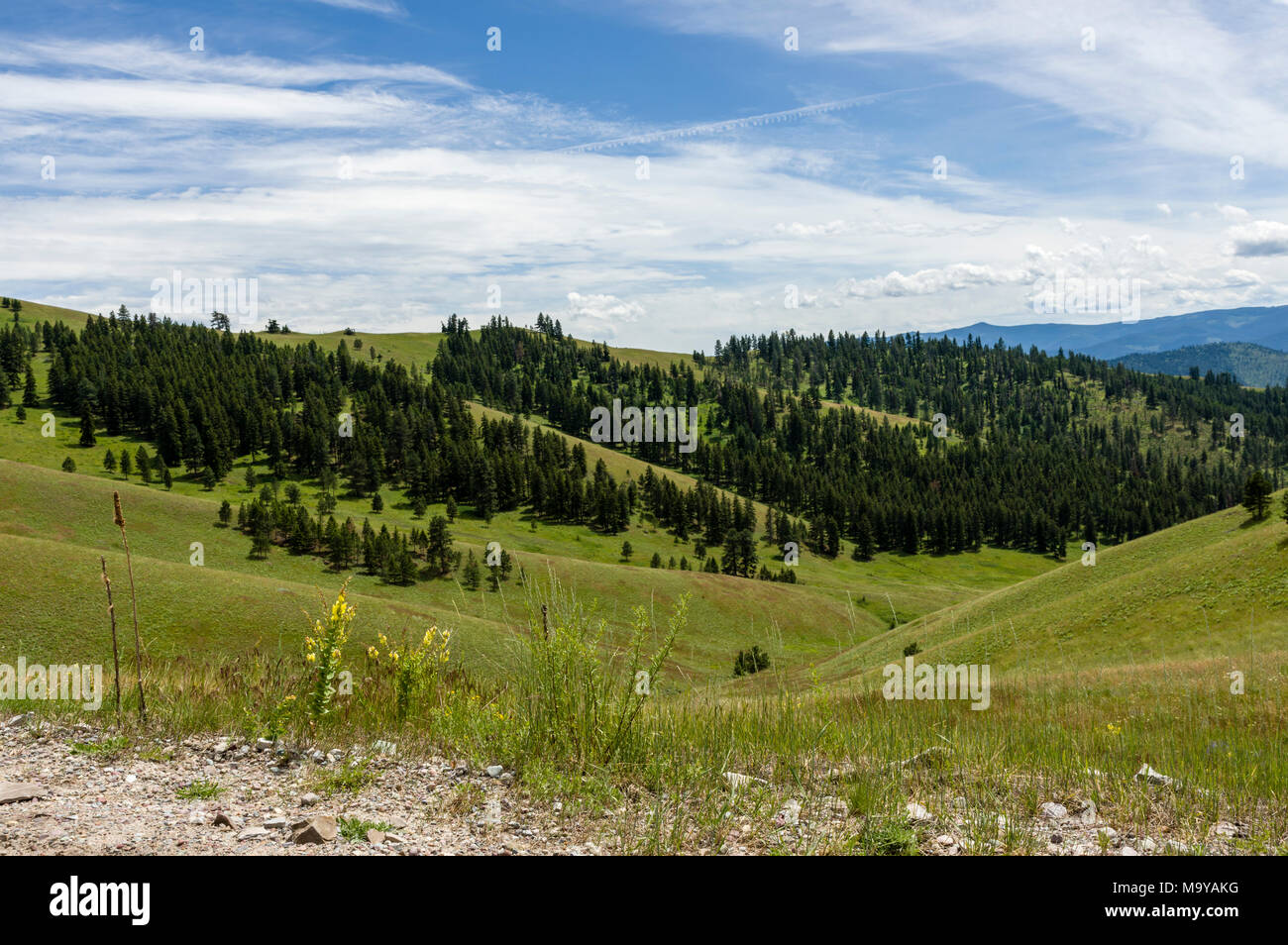 Avis de praire verte et collines dans le National Bison Range, Montana Banque D'Images