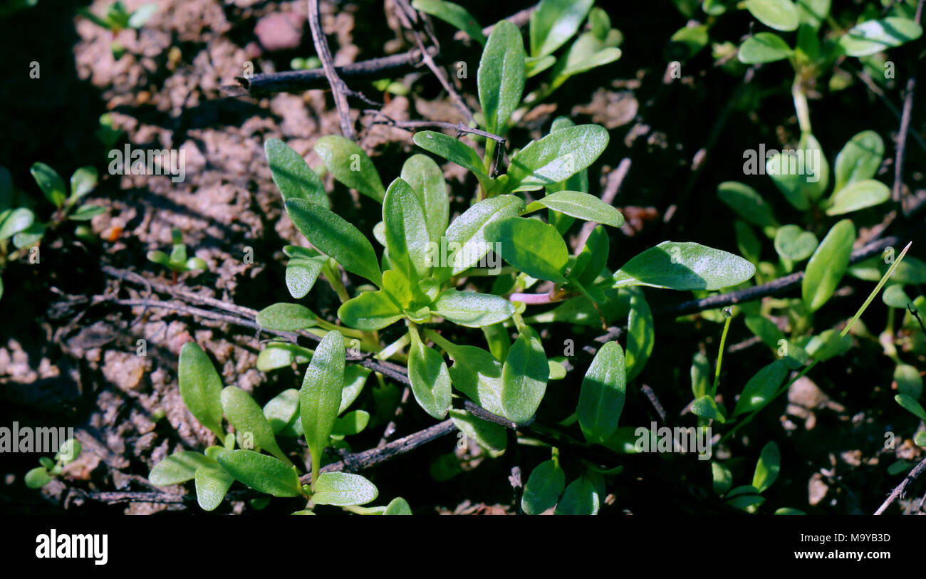 Otay Mesa-menthe. Banque D'Images