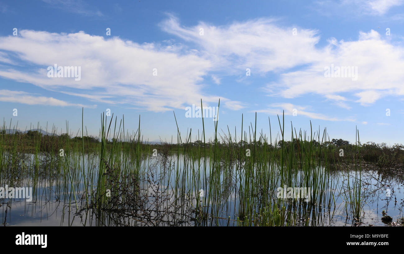 Restauré vernal pools dans le comté de San Diego. Banque D'Images