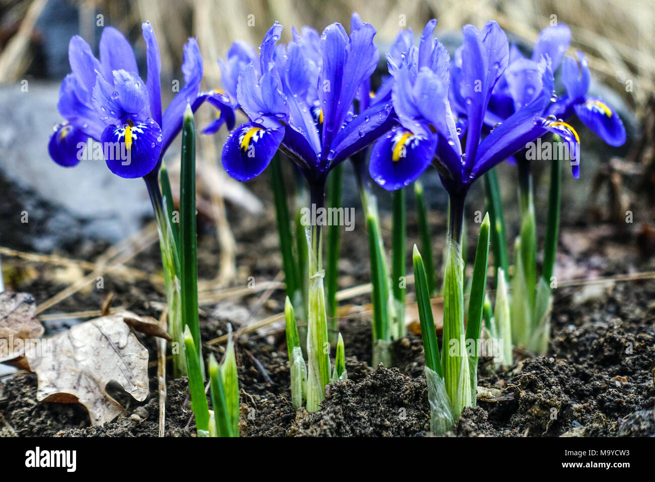 Iris reticulata 'harmonie'. De plus en plus, les iris Banque D'Images