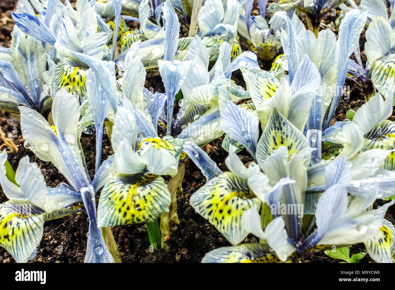 Iris reticulata ' ' Iris Katharine Hodgkin nain à fleurs Banque D'Images