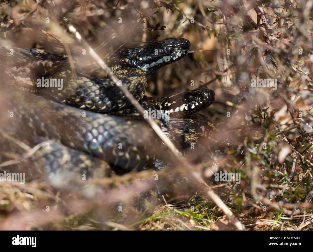 2 mâle additionneurs (Vipera berus) ensemble en pèlerin Heather dans le Peak District du nord de l'Angleterre. Banque D'Images