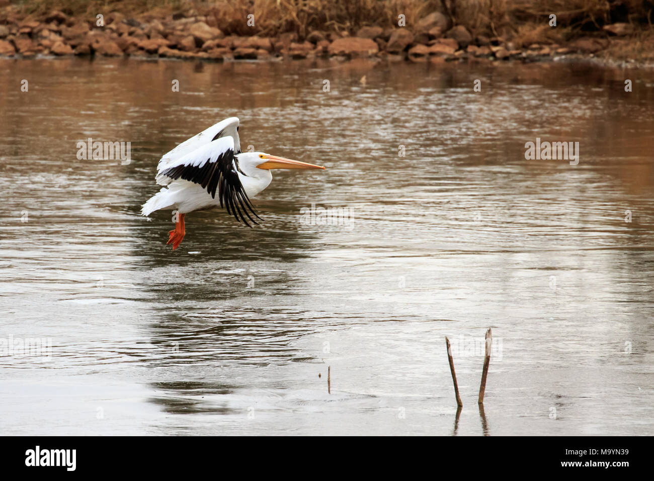 Pélicans blancs (Pelecanus erythrorhynchos) en vol au-dessus d'un lac local dans la région de Oklahoma City Banque D'Images