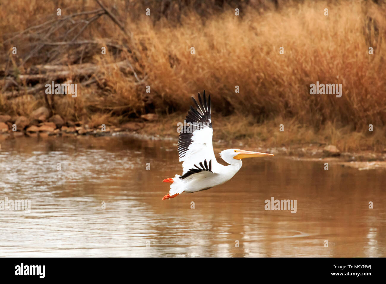 Pélicans blancs (Pelecanus erythrorhynchos) en vol au-dessus d'un lac local dans la région de Oklahoma City Banque D'Images