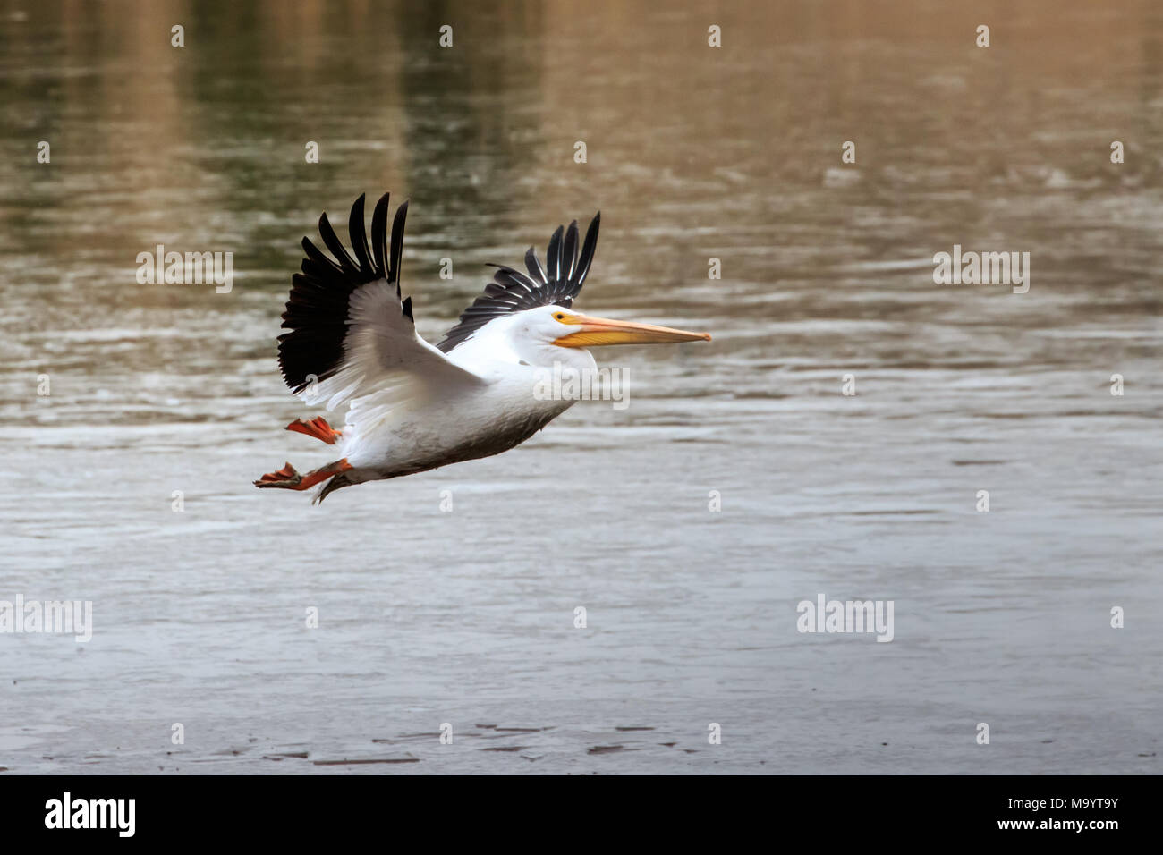 Pélicans blancs (Pelecanus erythrorhynchos) en vol au-dessus d'un lac local dans la région de Oklahoma City Banque D'Images