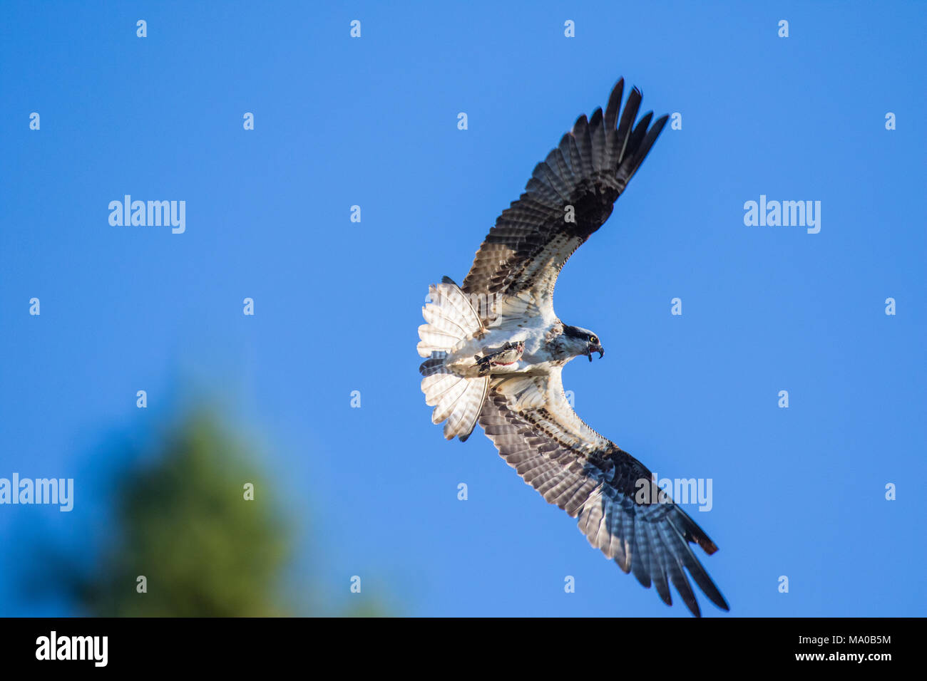 Balbuzard pêcheur (Pandion haliaetus), volant avec des poissons dans les serres. Fleuve Mackenzie, Territoires du Nord-Ouest ( T.N.-O.) Canada Banque D'Images