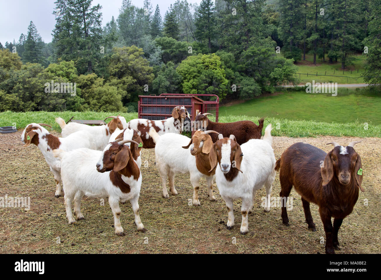 Chèvres Boer femelle 'Capra aegagrus hircus' se sont réunis dans la zone attenante à la grange, attendant d'être nourris, vert pâturage. Banque D'Images
