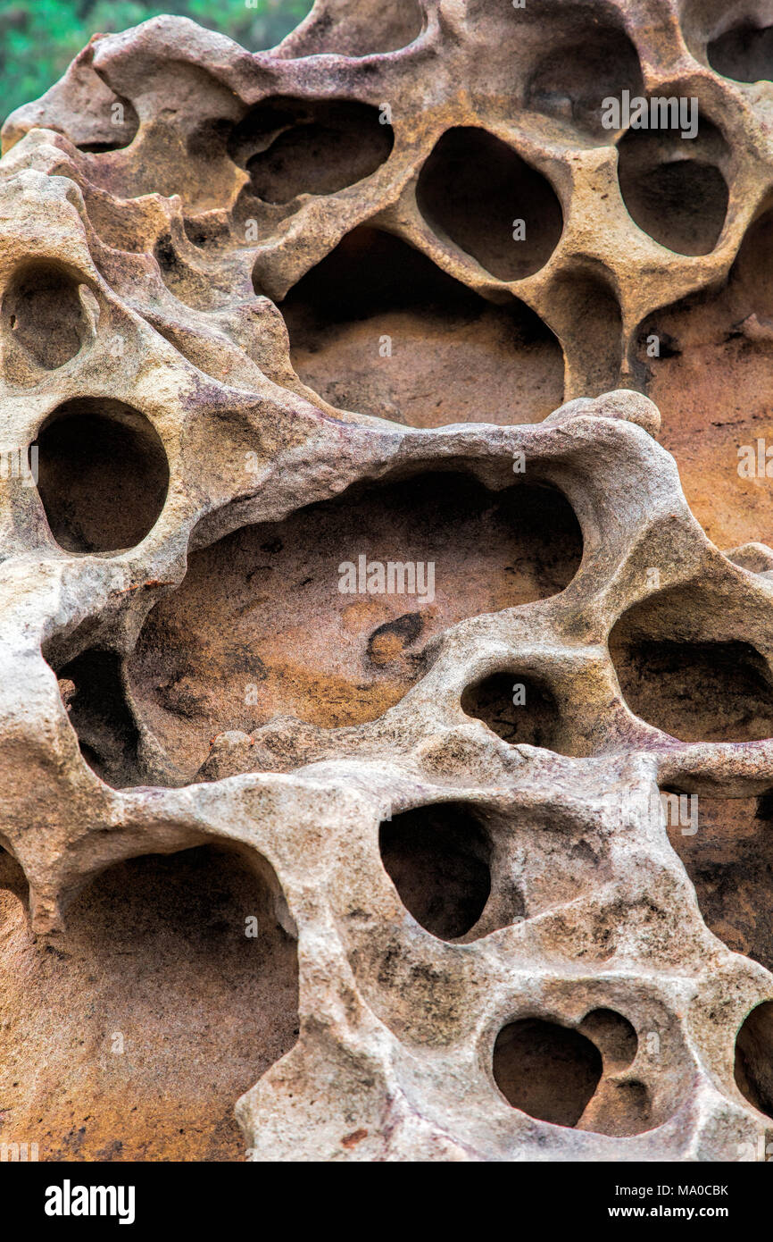 Les modes d'altération en nid d dans la pierre calcaire dans le parc géologique de Yehliu connue des géologues que le Promontoire de Yehliu, fait partie de la Dalia Banque D'Images
