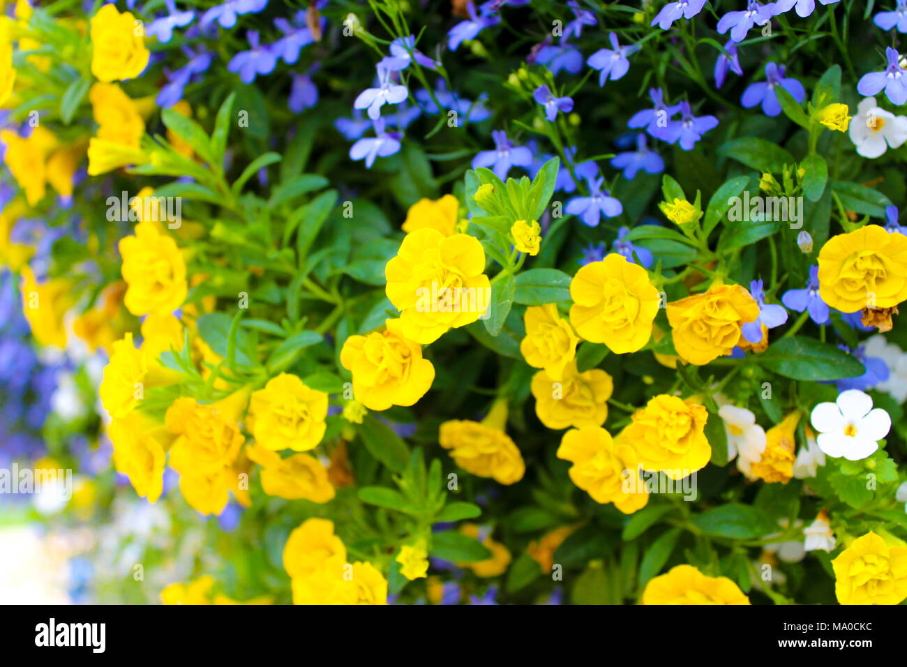 Fleur jaune et bleu violet, belle fleur bush Photo Stock - Alamy