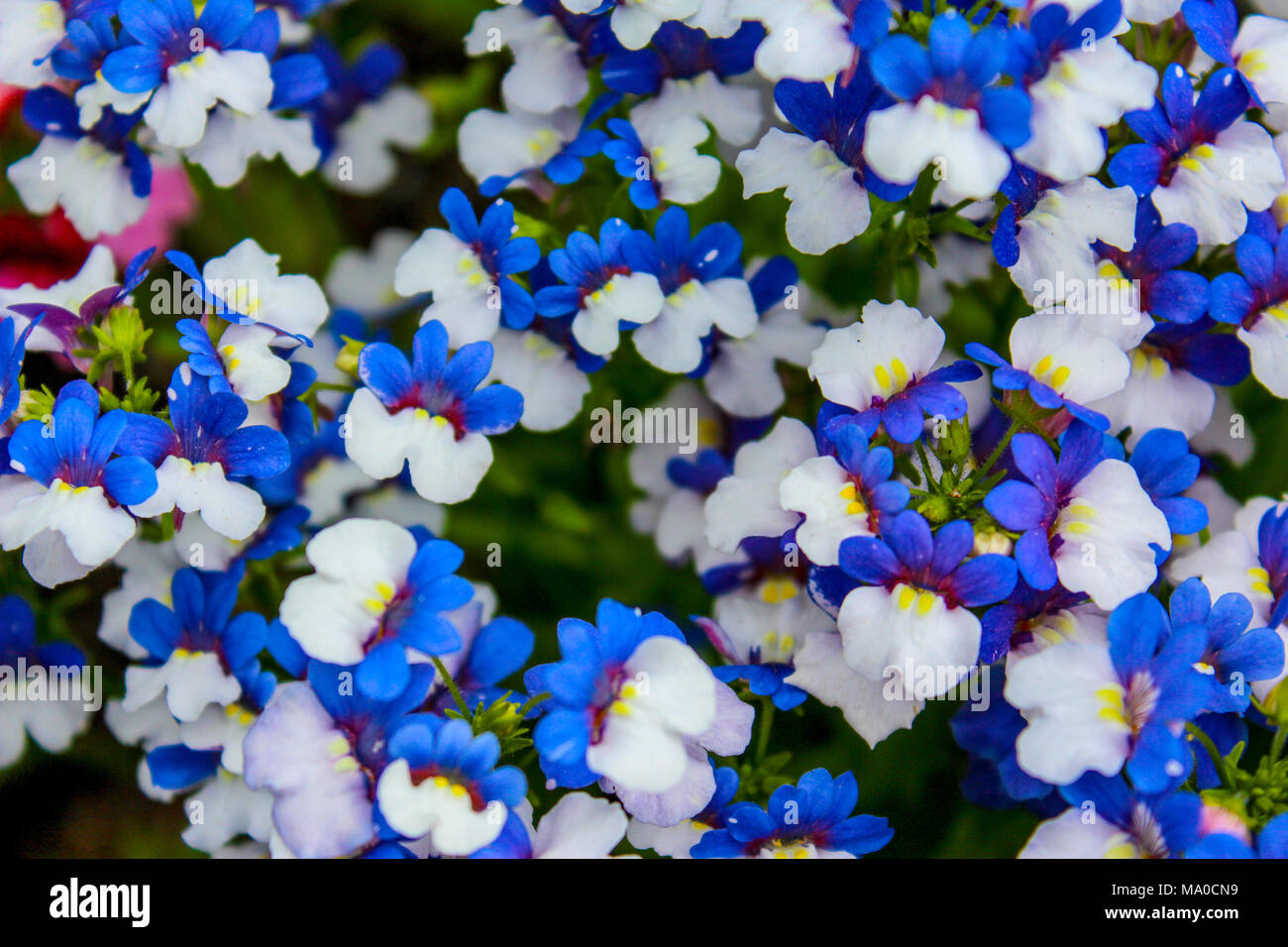 Fleur blanche bleue Banque de photographies et d'images à haute résolution  - Alamy