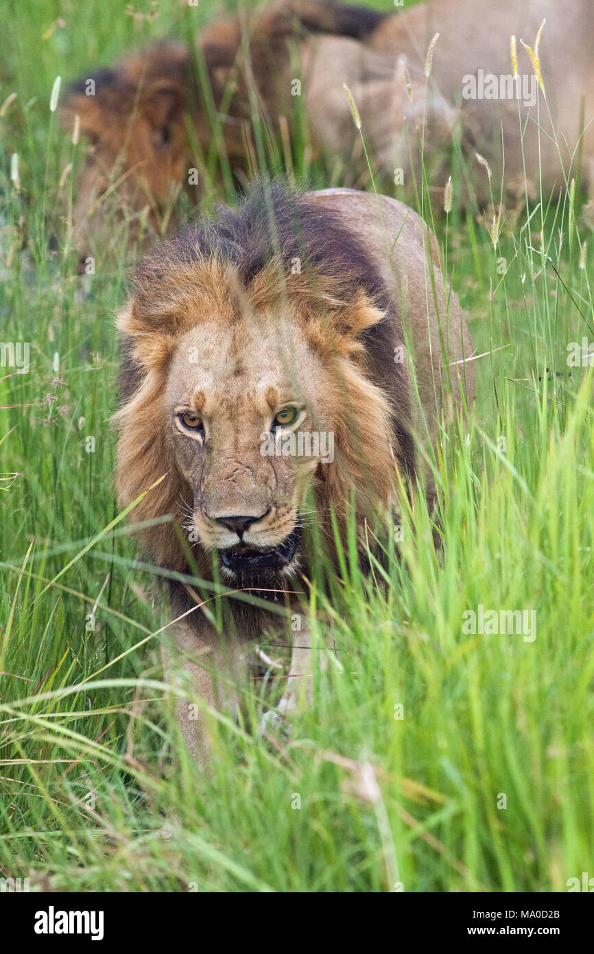Les lions (Panthera leo). L'approche par zone de savane humide de prairie. Derrière l'animal de boire. Les mâles adultes. Okavango. Le Botswana. L'Afrique. Banque D'Images