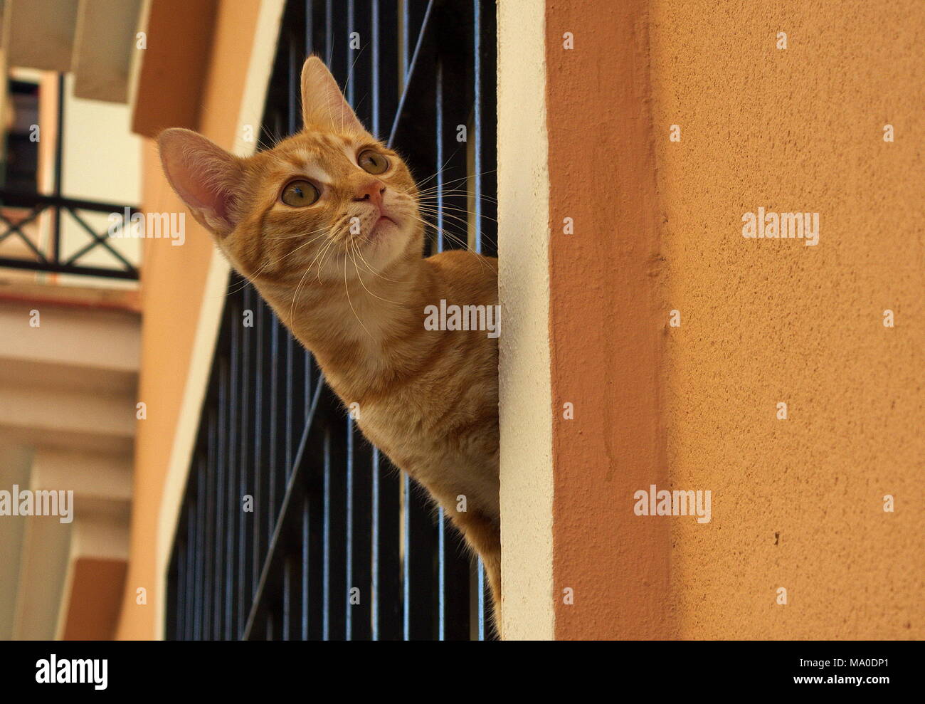 Un chaton gingembre donne d'une fenêtre. Banque D'Images