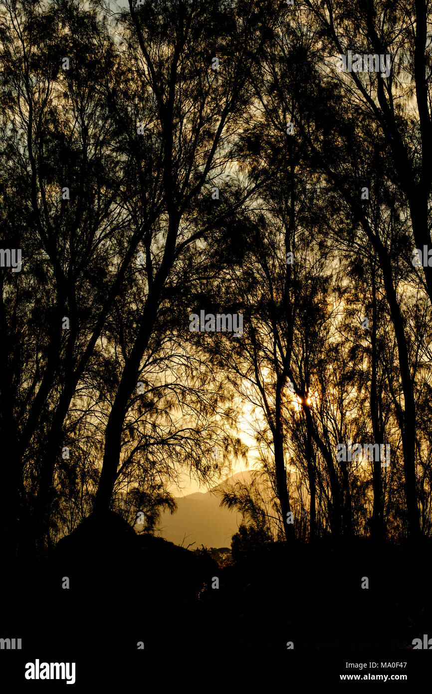 Soleil du matin à travers les arbres, Poli Crysochous, Chypre. Banque D'Images