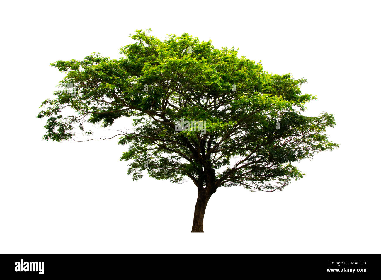 Noyer est de l'Inde ou la pluie arbre isolé sur fond blanc.fraîche et belle dans la campagne de la Thaïlande. Banque D'Images