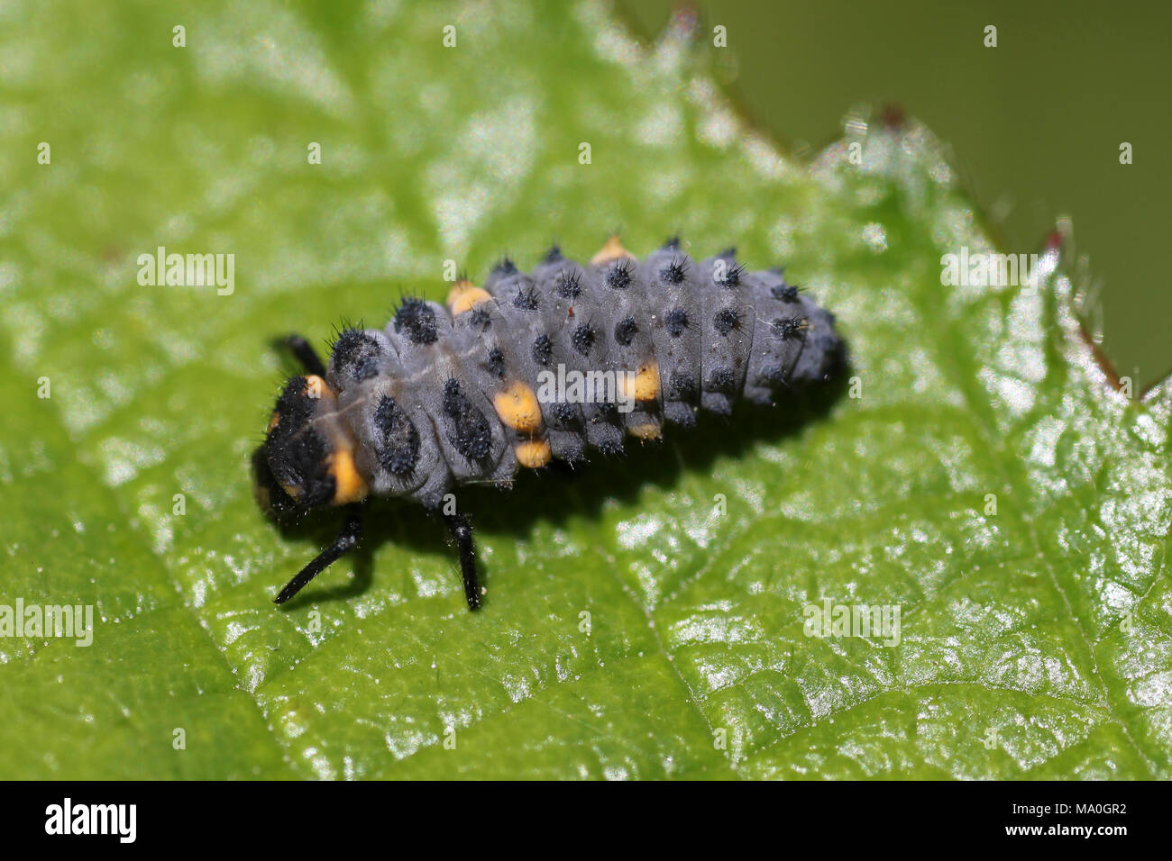7-spot Ladybird Coccinella septempunctata larves Banque D'Images